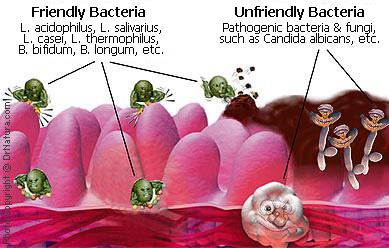 Probiotik Menekan Efek Samping Antibiotik