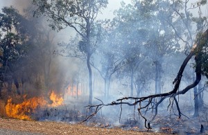 Dampak Asap Kebakaran Hutan Terhadap Kesehatan