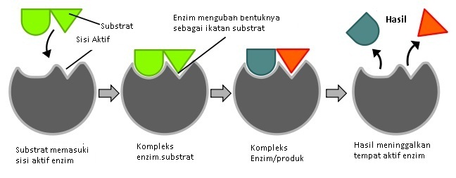 Gambar enzim