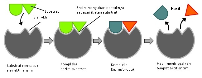 ENZIM …KUNCI SEHAT dan PANJANG UMUR