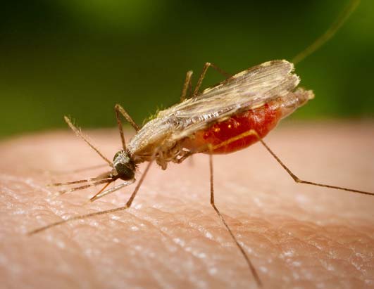 Vaksin Malaria Baru Ditemukan