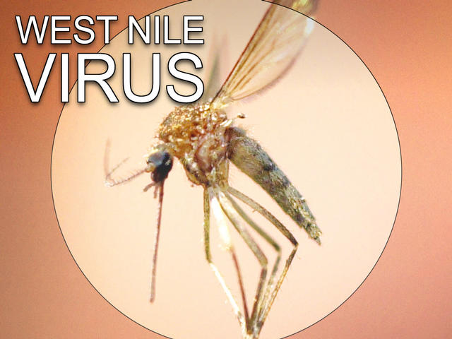 West Nile Virus: Demam Berdarah Versi Baru