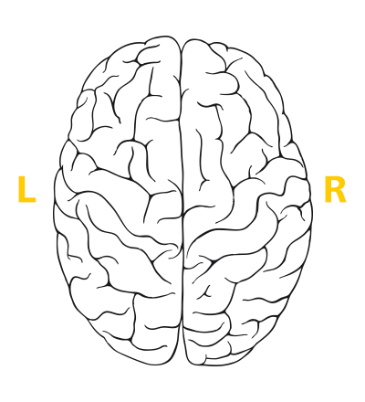 brain_en