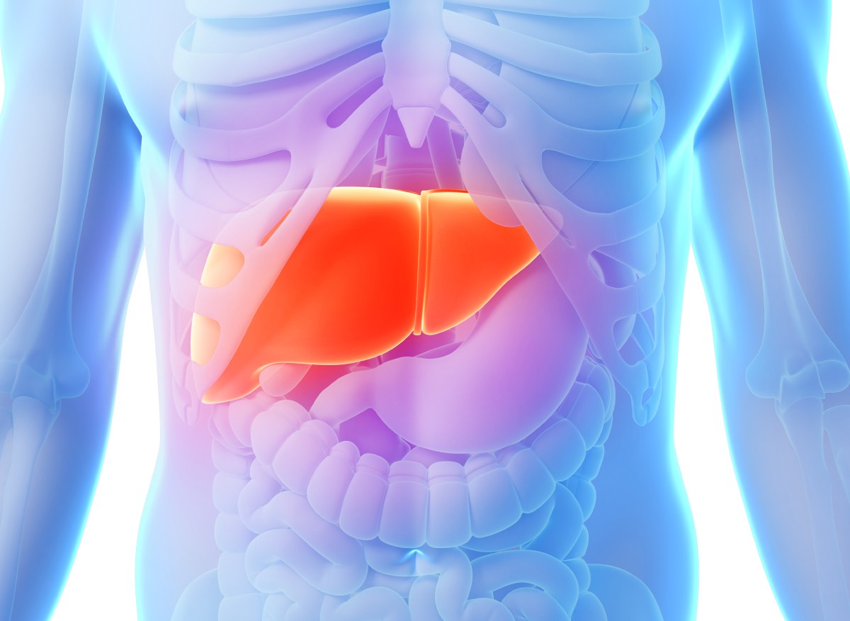 Organ Kulit dan Organ Liver Ternyata Saling Berkaitan