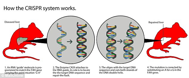 Metode Baru CRISPR Untuk Menyembuhkan Penyakit