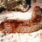Sea-Cucumber