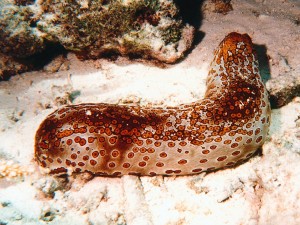 Sea-Cucumber