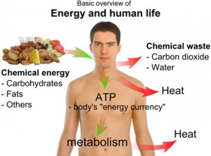 Coenzyme-Q10-Facts