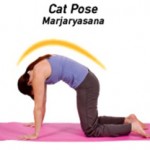 cat-pose
