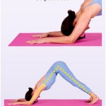 dolphin-pose