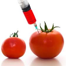 GMO Food3