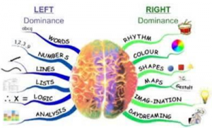 sistem kerja dua belah otak