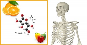 2015-11-04-vitamin-c-bones
