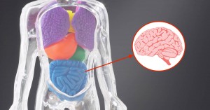 2015-11-05-probiotics-and-brain-fb