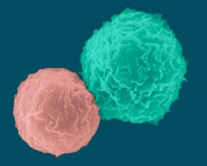 309BFCC200000578-3418269-Chemo_can_lower_the_levels_of_lymphocytes_a_group_of_white_blood-a-28_1453850585042