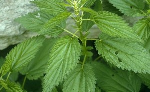 Nettle-Leaves