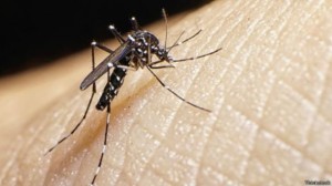 5 Hal tentang Virus Zika yang harus di ketahui