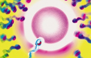 3205834A00000578-3483286-Scientists_say_bi_paternal_twins_can_occur_if_two_eggs_from_the_-a-13_1457513888444