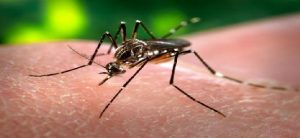 Waspadai Ancaman Virus Zika