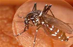 Chikunguya Bentuk Lain Infeksi Virus Dari Nyamuk