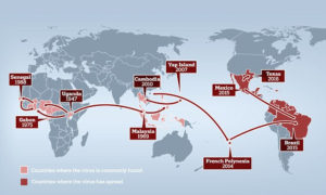 Ancaman Virus Zika Pada Manusia
