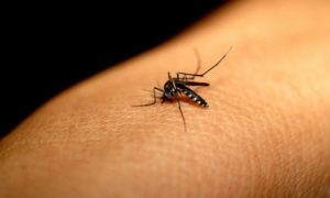 definisi-dan-pengertian-penyakit-chikungunya-adalah-jenis-penyakit-karena-gigitan-nyamuk-aedes-aegypti-yang-menyebabkan-demam-5-hari-dan-nyeri-tulang-dan-persendian