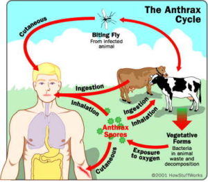 Penularan Antraks