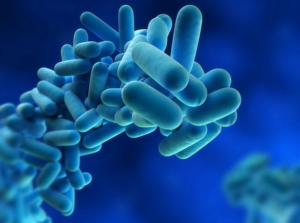 bakteri legionnaire