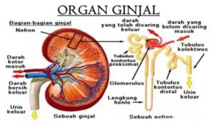 6 Tips Merawat Ginjal