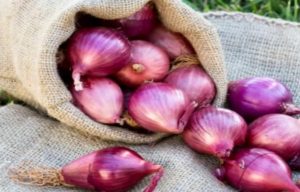 Petani-Bawang-Merah-Subak-Delod-Sema-Mulai-Panen_456659