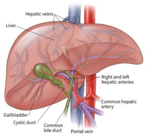 7 Tanda Liver Tidak Baik